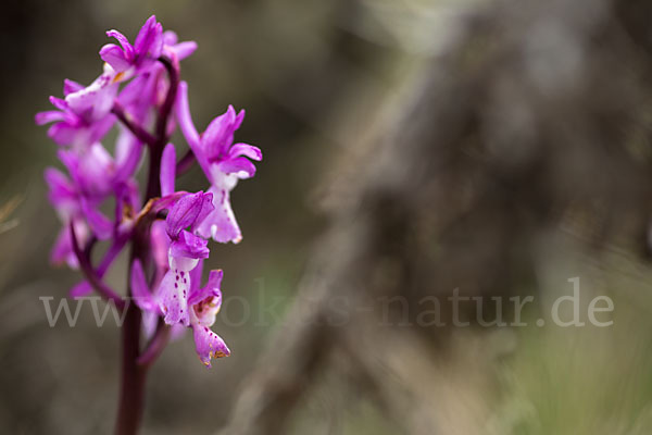 Südfranzösisches Knabenkraut (Orchis mascula ssp. olbiensis)