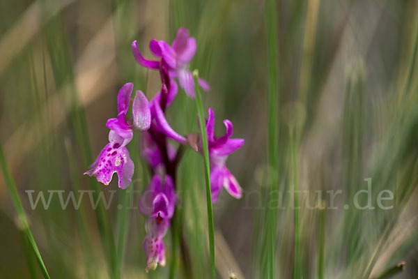 Südfranzösisches Knabenkraut (Orchis mascula ssp. olbiensis)