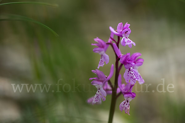 Südfranzösisches Knabenkraut (Orchis mascula ssp. olbiensis)