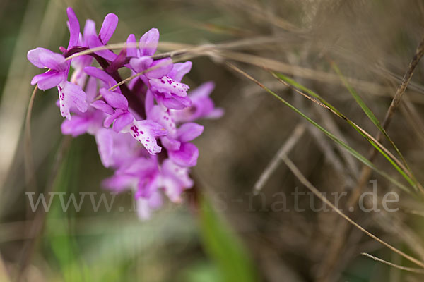 Südfranzösisches Knabenkraut (Orchis mascula ssp. olbiensis)