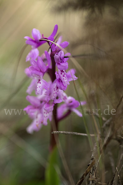 Südfranzösisches Knabenkraut (Orchis mascula ssp. olbiensis)