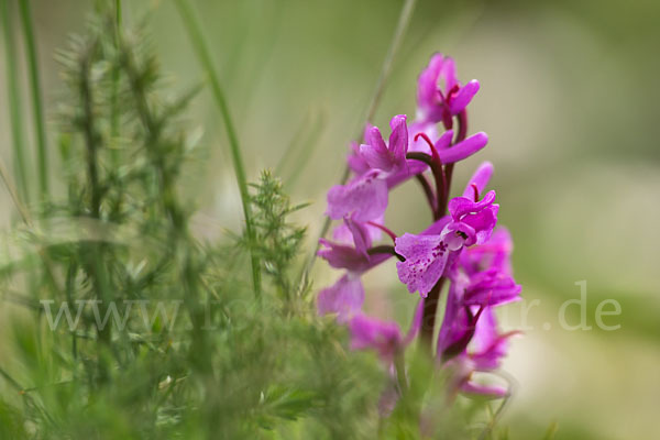 Südfranzösisches Knabenkraut (Orchis mascula ssp. olbiensis)