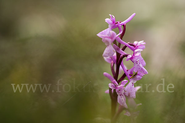 Südfranzösisches Knabenkraut (Orchis mascula ssp. olbiensis)