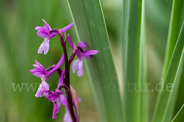 Südfranzösisches Knabenkraut (Orchis mascula ssp. olbiensis)