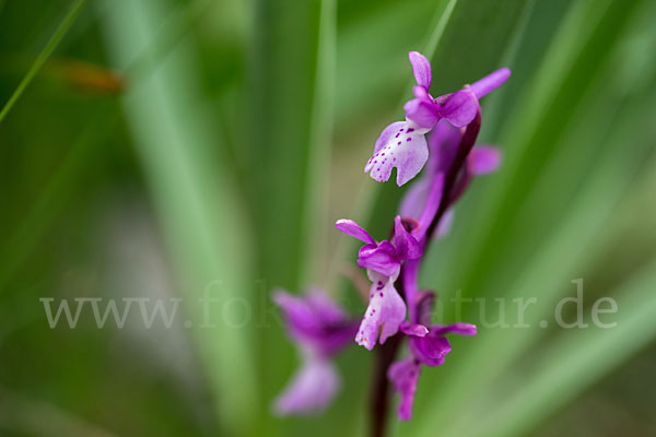 Südfranzösisches Knabenkraut (Orchis mascula ssp. olbiensis)