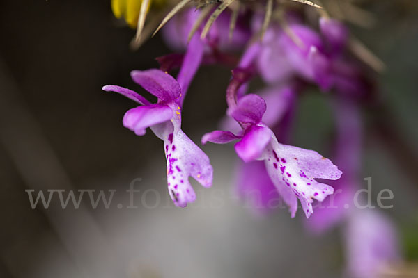 Südfranzösisches Knabenkraut (Orchis mascula ssp. olbiensis)