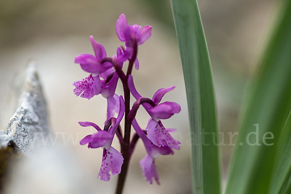 Südfranzösisches Knabenkraut (Orchis mascula ssp. olbiensis)