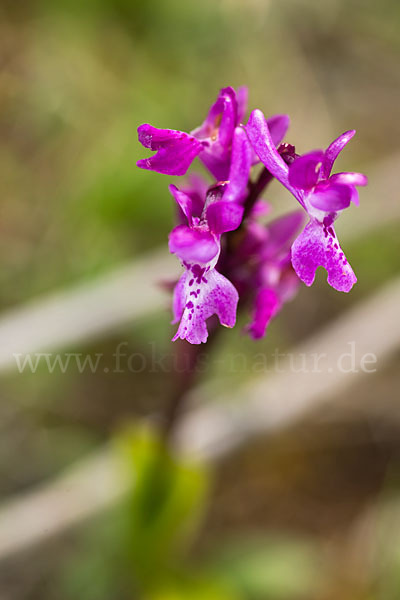 Südfranzösisches Knabenkraut (Orchis mascula ssp. olbiensis)