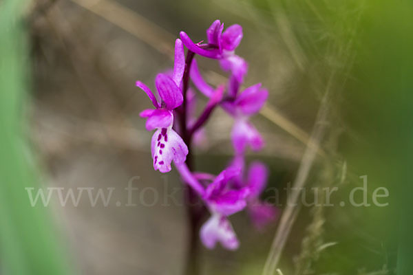 Südfranzösisches Knabenkraut (Orchis mascula ssp. olbiensis)