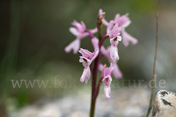 Südfranzösisches Knabenkraut (Orchis mascula ssp. olbiensis)