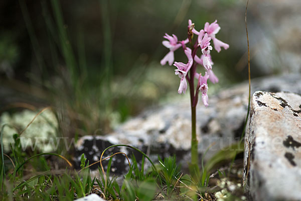 Südfranzösisches Knabenkraut (Orchis mascula ssp. olbiensis)