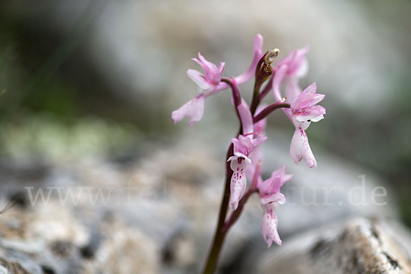 Südfranzösisches Knabenkraut (Orchis mascula ssp. olbiensis)