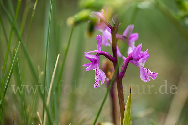 Südfranzösisches Knabenkraut (Orchis mascula ssp. olbiensis)