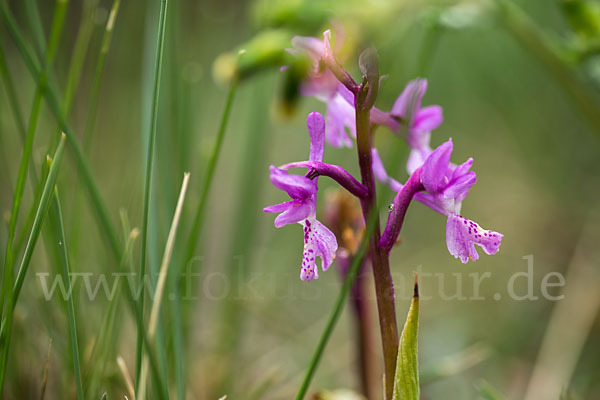 Südfranzösisches Knabenkraut (Orchis mascula ssp. olbiensis)