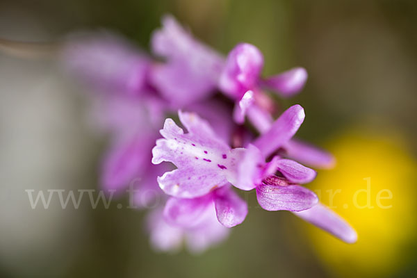 Südfranzösisches Knabenkraut (Orchis mascula ssp. olbiensis)