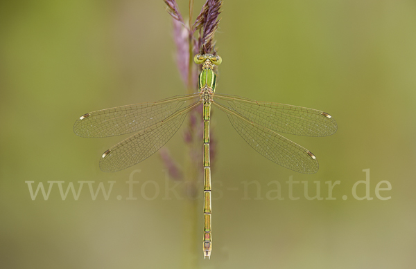 Südliche Binsenjungfer (Lestes barbarus)