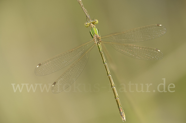 Südliche Binsenjungfer (Lestes barbarus)