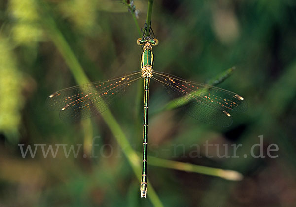 Südliche Binsenjungfer (Lestes barbarus)