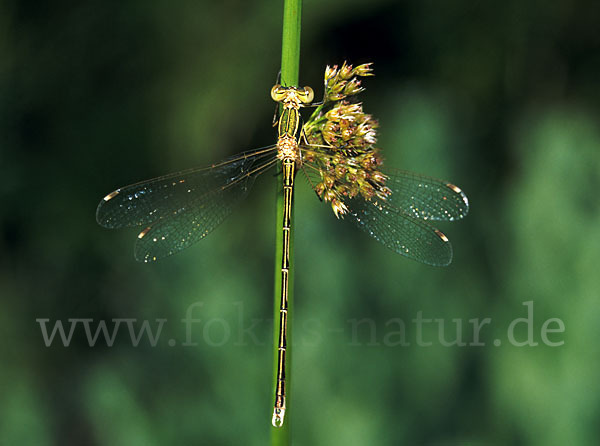 Südliche Binsenjungfer (Lestes barbarus)