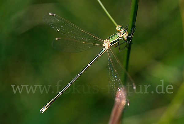 Südliche Binsenjungfer (Lestes barbarus)