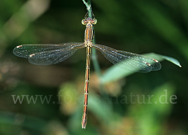 Südliche Binsenjungfer (Lestes barbarus)