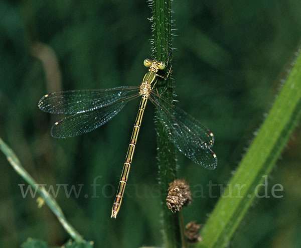 Südliche Binsenjungfer (Lestes barbarus)