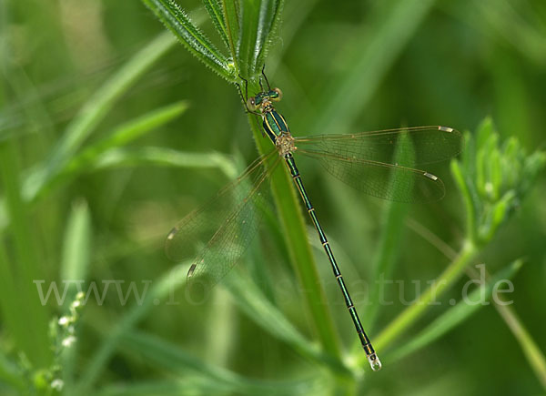 Südliche Binsenjungfer (Lestes barbarus)