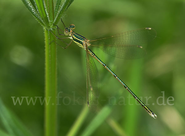 Südliche Binsenjungfer (Lestes barbarus)