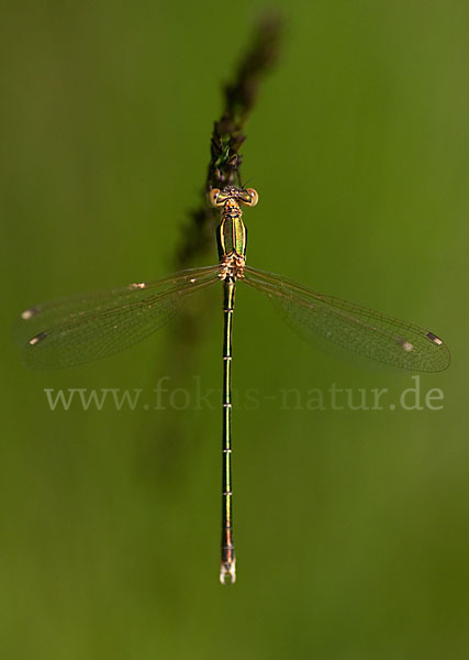 Südliche Binsenjungfer (Lestes barbarus)