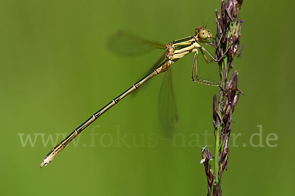 Südliche Binsenjungfer (Lestes barbarus)