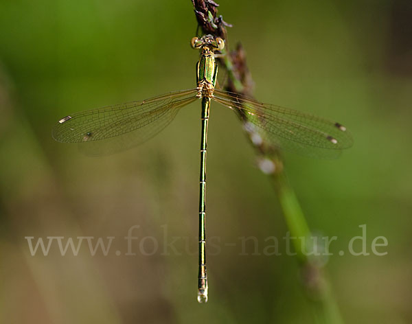 Südliche Binsenjungfer (Lestes barbarus)