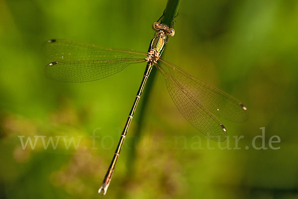 Südliche Binsenjungfer (Lestes barbarus)