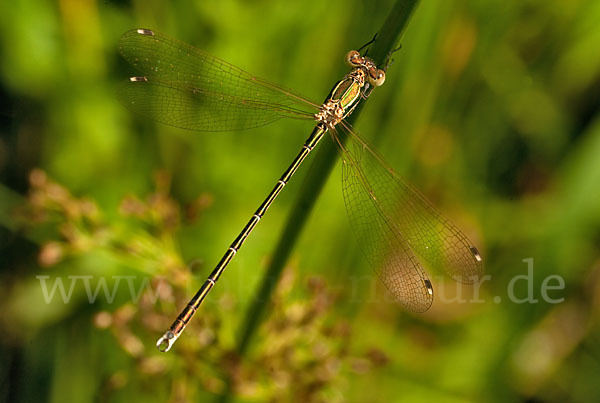 Südliche Binsenjungfer (Lestes barbarus)