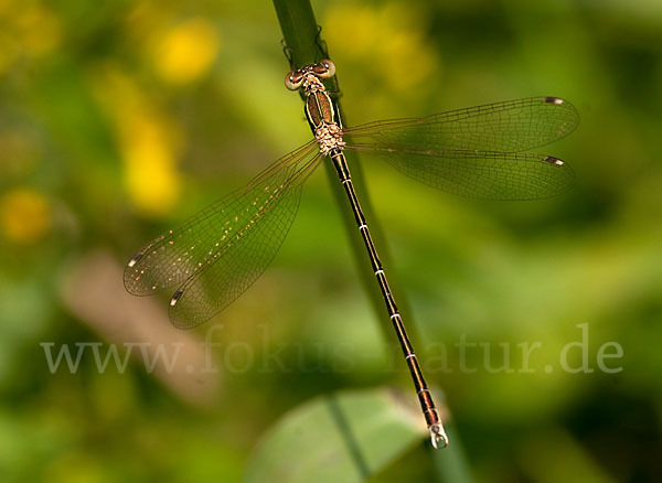 Südliche Binsenjungfer (Lestes barbarus)