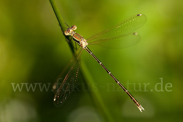 Südliche Binsenjungfer (Lestes barbarus)