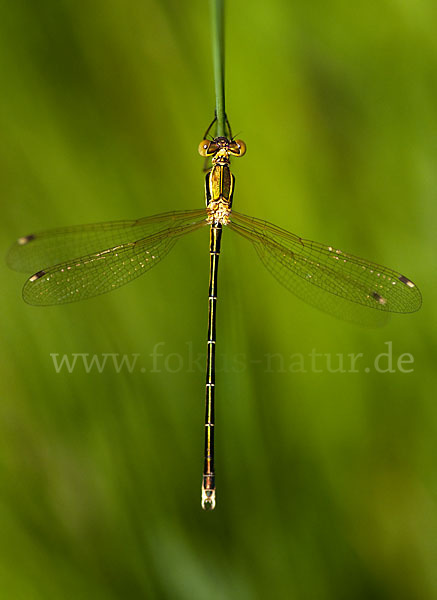 Südliche Binsenjungfer (Lestes barbarus)