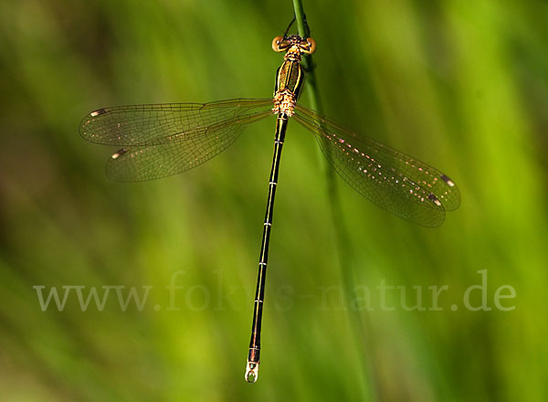 Südliche Binsenjungfer (Lestes barbarus)