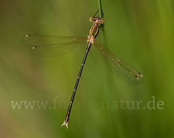 Südliche Binsenjungfer (Lestes barbarus)