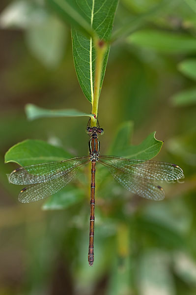 Südliche Binsenjungfer (Lestes barbarus)