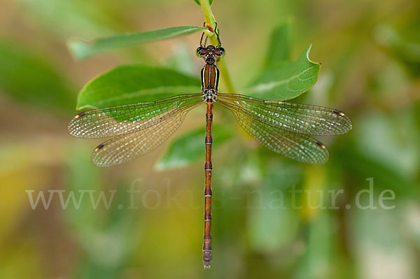 Südliche Binsenjungfer (Lestes barbarus)