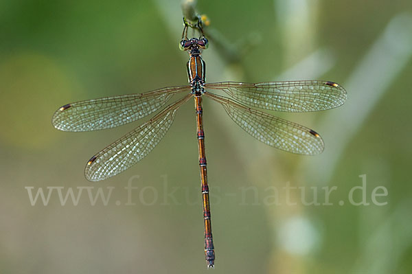 Südliche Binsenjungfer (Lestes barbarus)