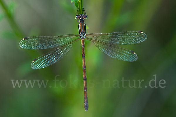 Südliche Binsenjungfer (Lestes barbarus)