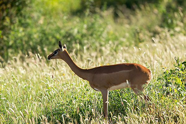 Südliche Giraffengazelle (Litocranius walleri)