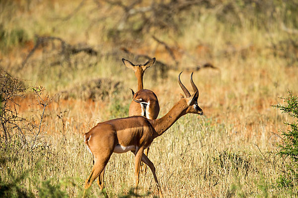 Südliche Giraffengazelle (Litocranius walleri)