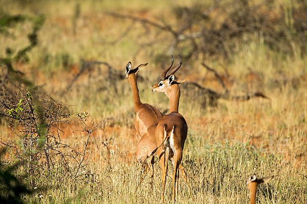 Südliche Giraffengazelle (Litocranius walleri)