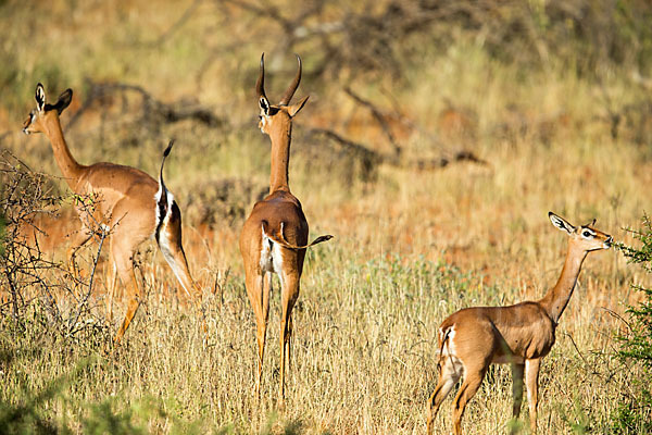 Südliche Giraffengazelle (Litocranius walleri)