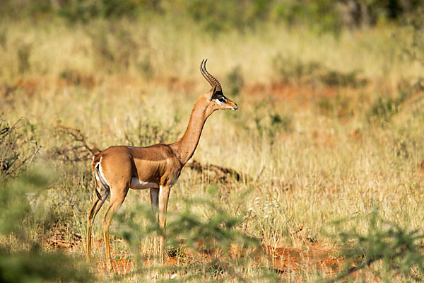 Südliche Giraffengazelle (Litocranius walleri)