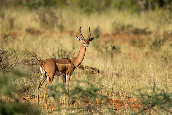 Südliche Giraffengazelle (Litocranius walleri)