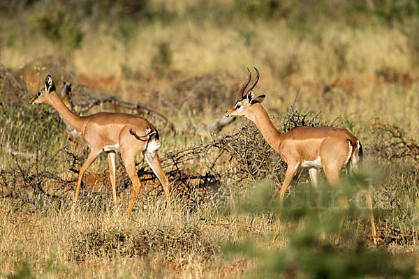 Südliche Giraffengazelle (Litocranius walleri)