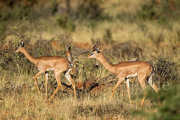 Südliche Giraffengazelle (Litocranius walleri)